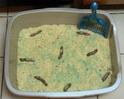 Great Ideas for Special Occasions January - December